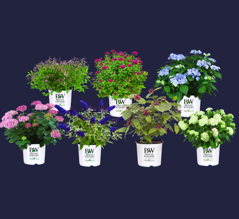 Bloeiende Proven Winners-heesters in pot