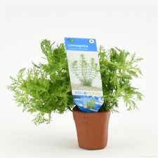 Aquarium Planten