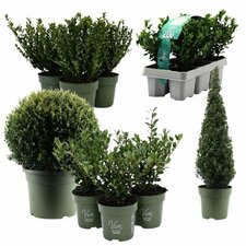 Ilex