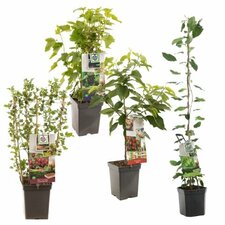 Patiofruit