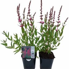 Vaste Planten C2