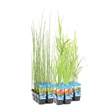 Waterplanten P9